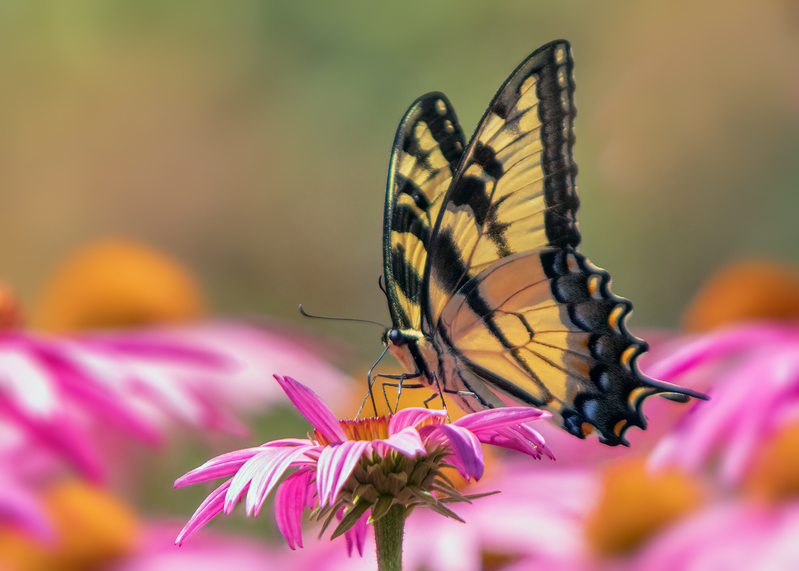 swallowtail-butterfly_7799-75.jpg