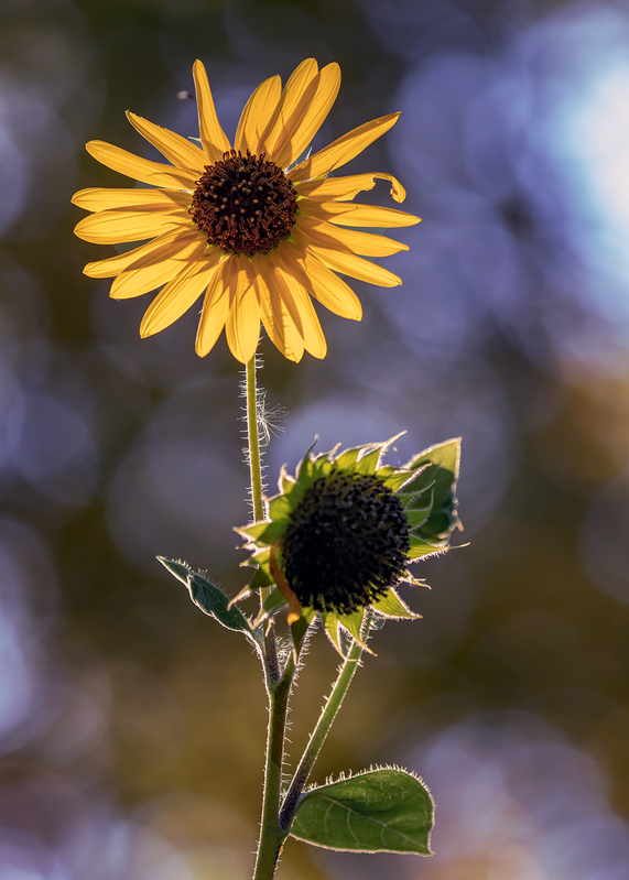 texas-sunflower_1275-75.jpg