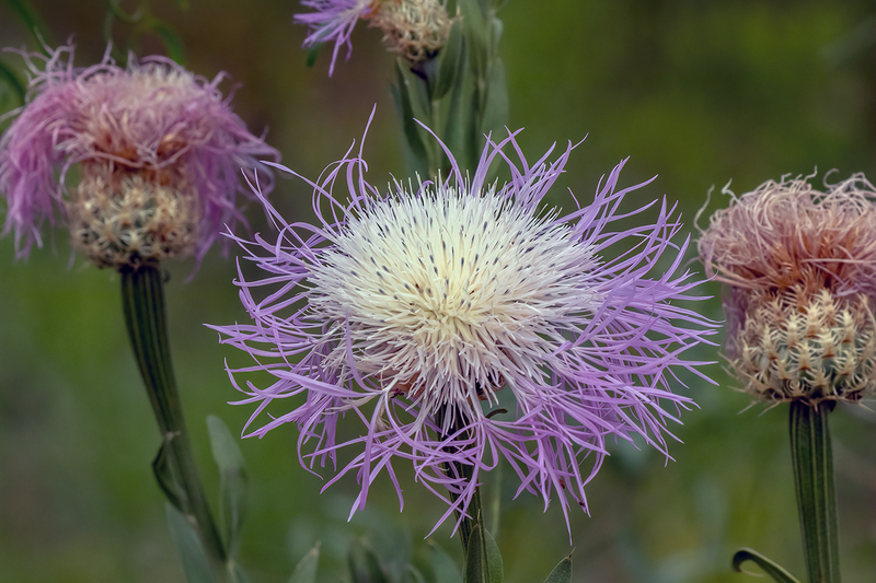 thistle_3168-64(1).jpg