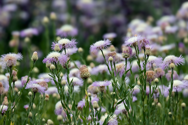 thistle_3242-64(1).jpg