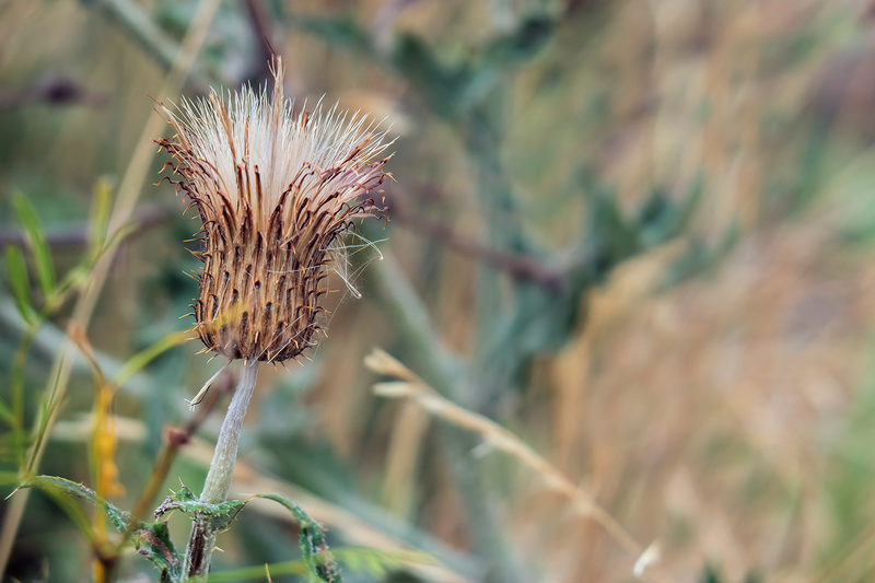 thistle_6629-64(1).jpg