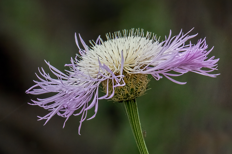 thistle_6669a-64(1).jpg