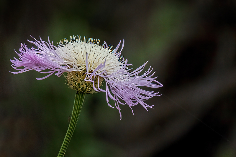 thistle_6669b-64(1).jpg