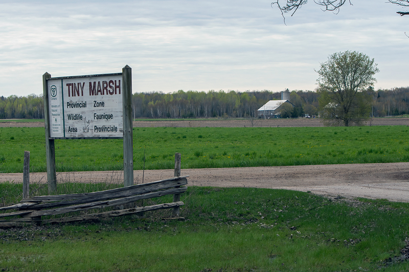 tiny-marsh_3143-64.jpg