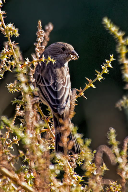tonaquint-house-sparrow_7294-46(1).jpg