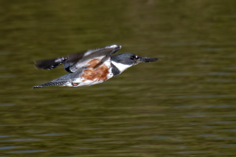 tonaquint-kingfisher_1077-64.jpg