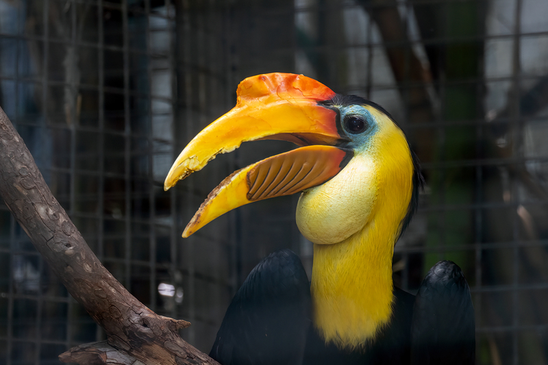 toucan_3568-64.jpg