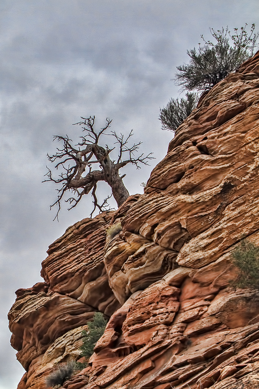 tree-silhouette_1042a-46(1).jpg