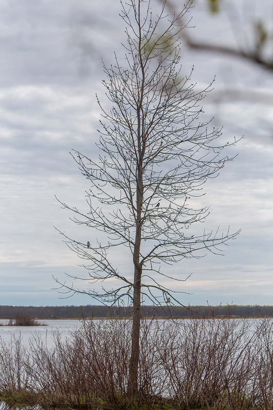 tree-tiny-marsh_3222-46.jpg