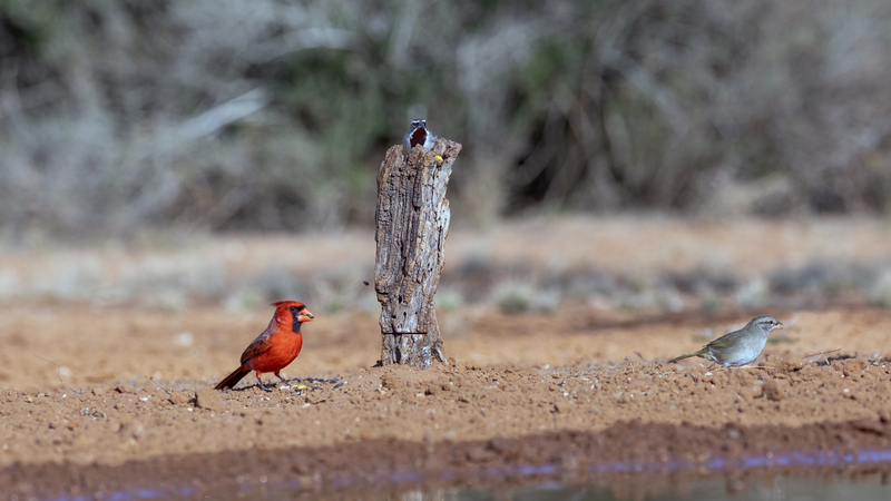 trio-birds_4472-169m.jpg