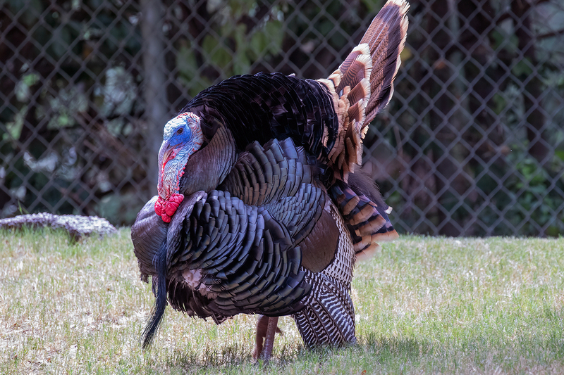 turkey_3600-64.jpg