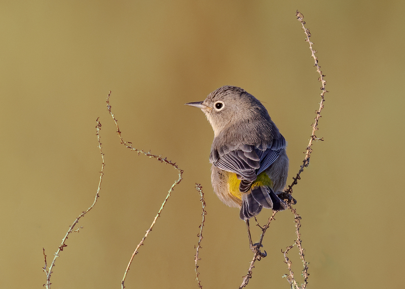 virginias-warbler_0648-75.jpg
