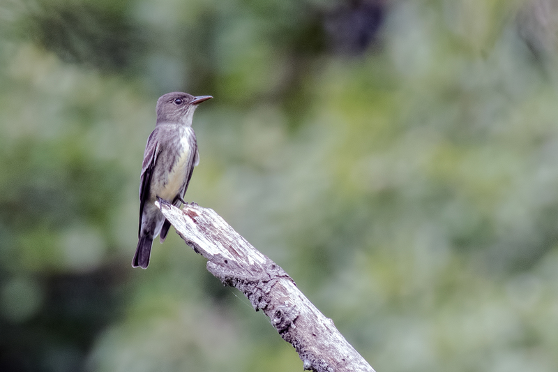 western-wood-pewee_7131-64(1).jpg