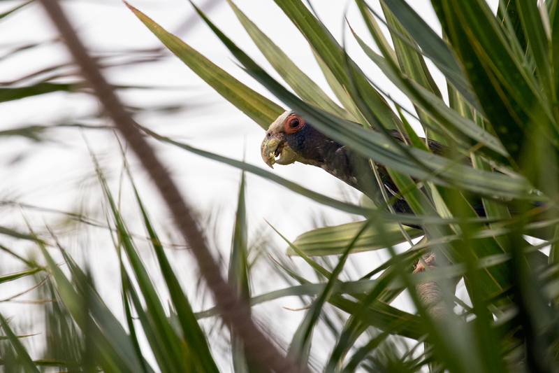 white-crowned-parrot_1007-64.jpg