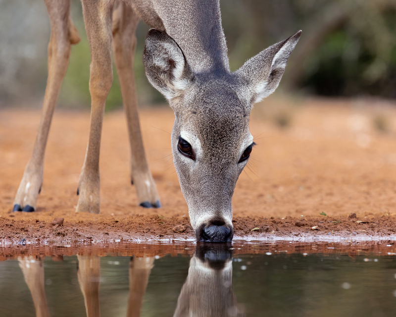 white-tailed-deer_3513a-108.jpg