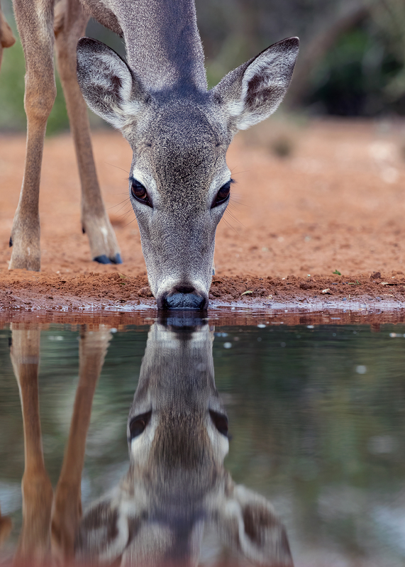 white-tailed-deer_3517-57.jpg
