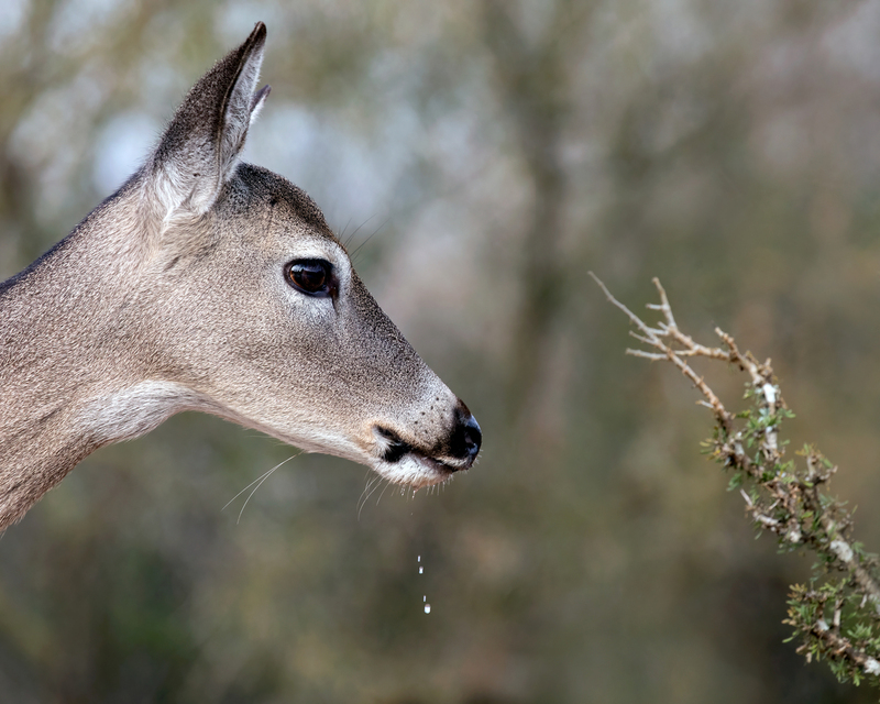 white-tailed-deer_3533a-810.jpg