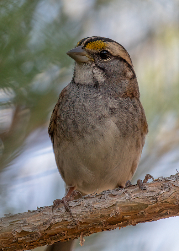 white-throated sparrow_0466.jpg