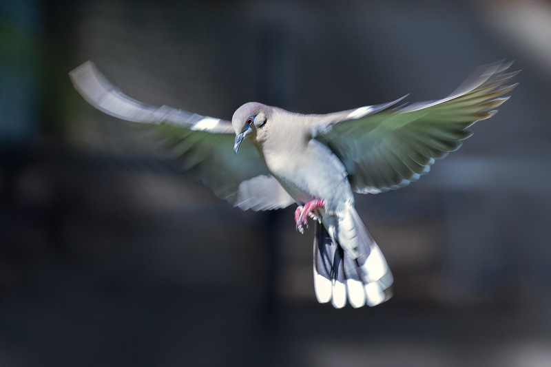 white-winged-dove-wings_1419-64(1).jpg