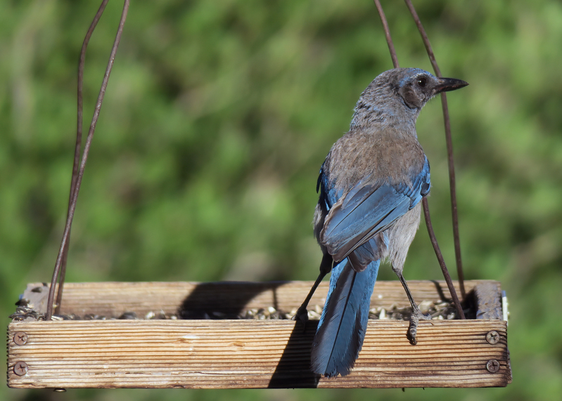 woodhouse-scrubjay_7215-75(1).jpg