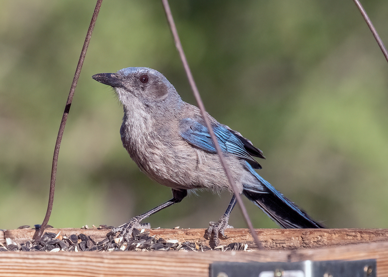 woodhouses-scrub-jay_9544-75.jpg
