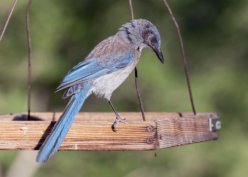 woodhouses-scrub-jay_9551-75.jpg