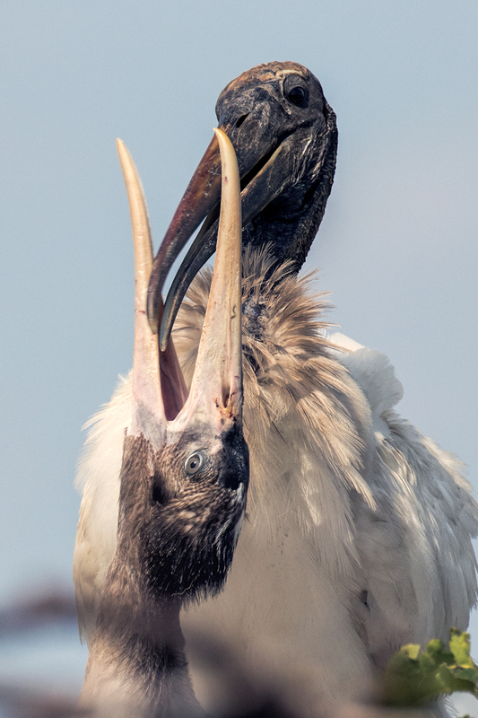 woodstorks-feeding_8056a-46(1).jpg