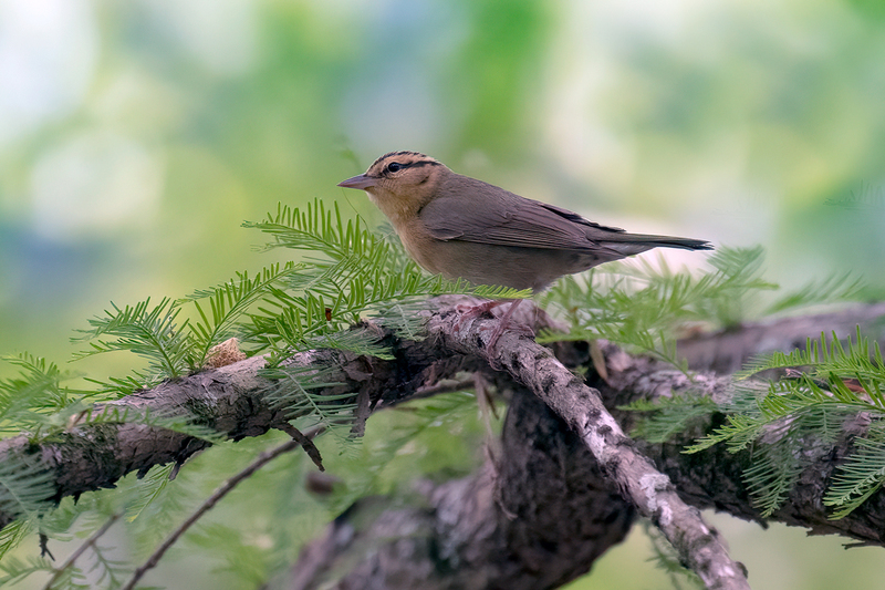 worm-eating-warbler_1449-64(1).jpg