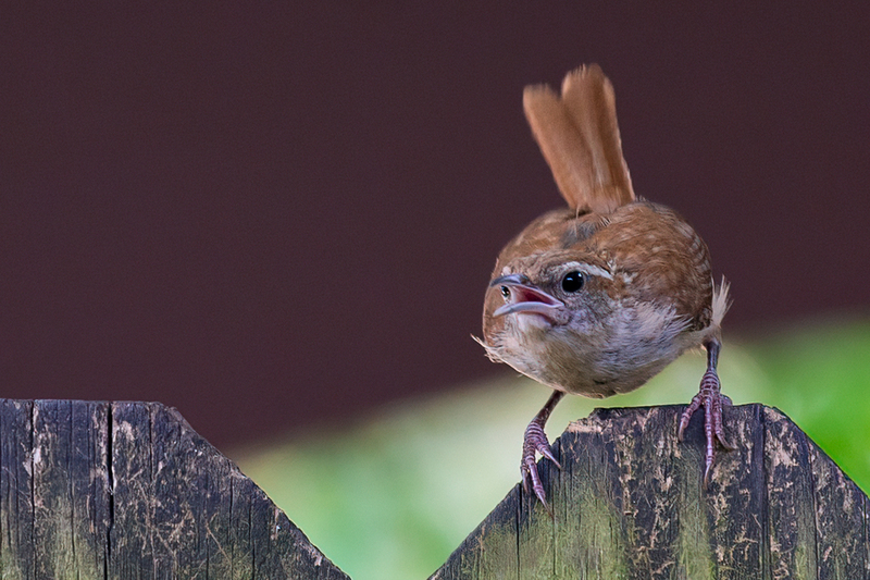 wren_3634-64(1).jpg