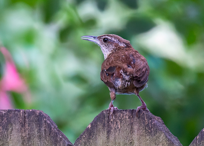 wren_36525-75(1).jpg