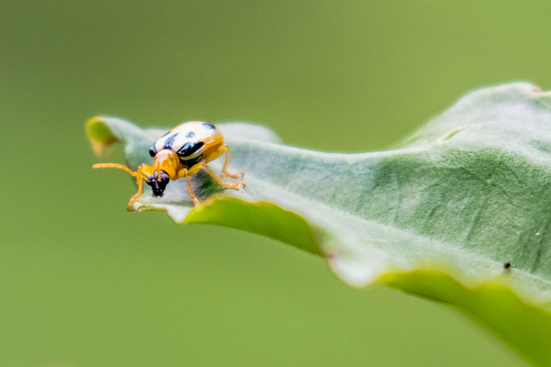 yellow-beetle_7115-64.jpg