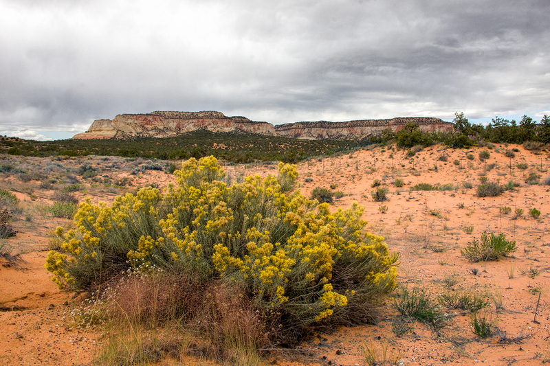 yellow-bush-mountain_7010-64(1).jpg