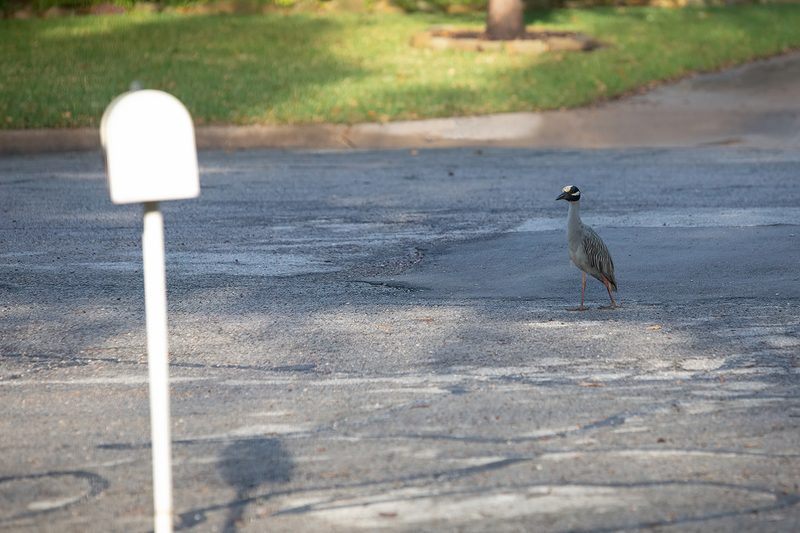 yellow-crowned-NH_2976-64.jpg