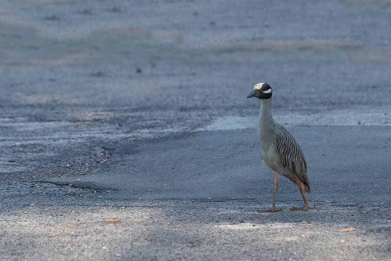 yellow-crowned-NH_2976a-64.jpg