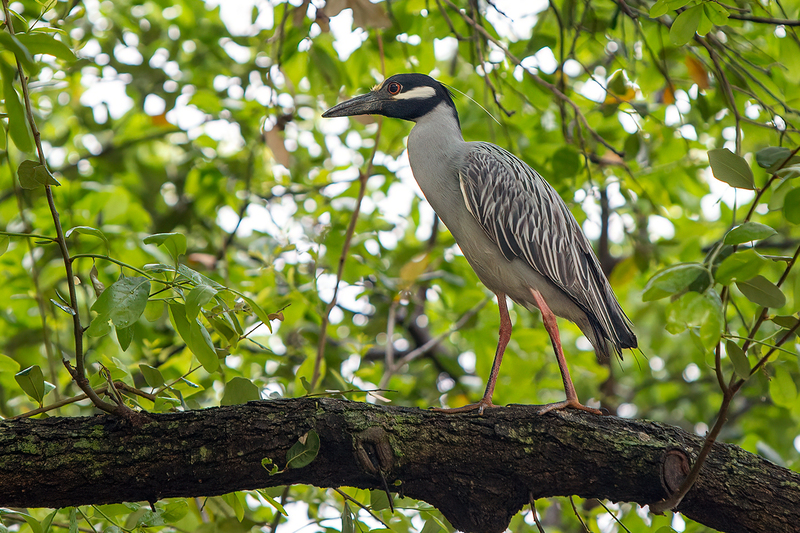 yellow-crowned-NH_2982-64.jpg