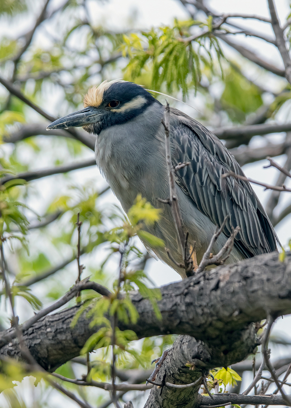 yellow-crowned-night-heron_6828-57.jpg