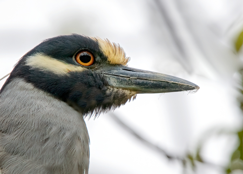 yellow-crowned-night-heron_6838-75.jpg