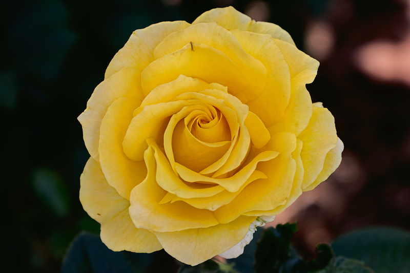yellow-rose_5988-64(1).jpg