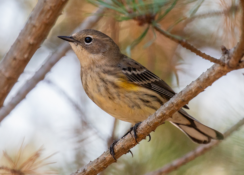 yellow-rumped warbler_0457.jpg