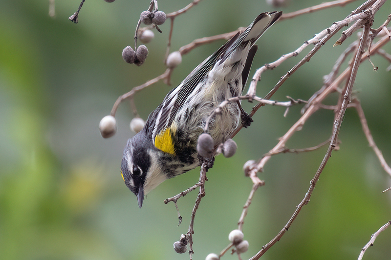 yellow-rumped-warbler_2088-64(1).jpg