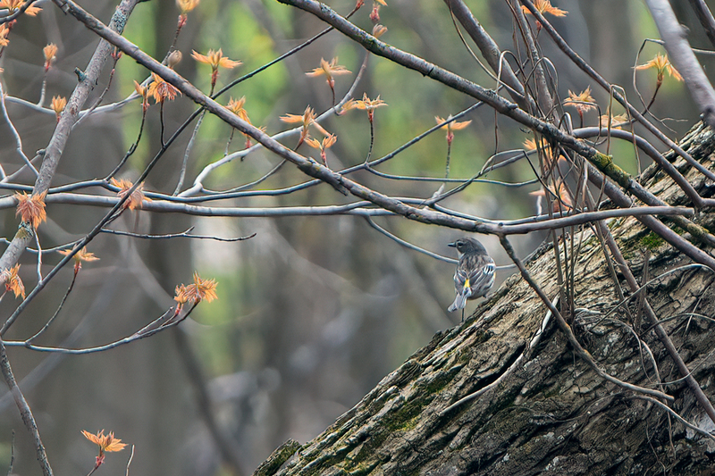 yellow-rumped-warbler_3246-64(1).jpg