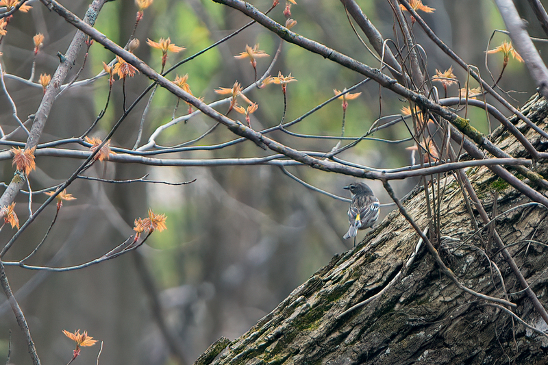 yellow-rumped-warbler_3246-64.jpg