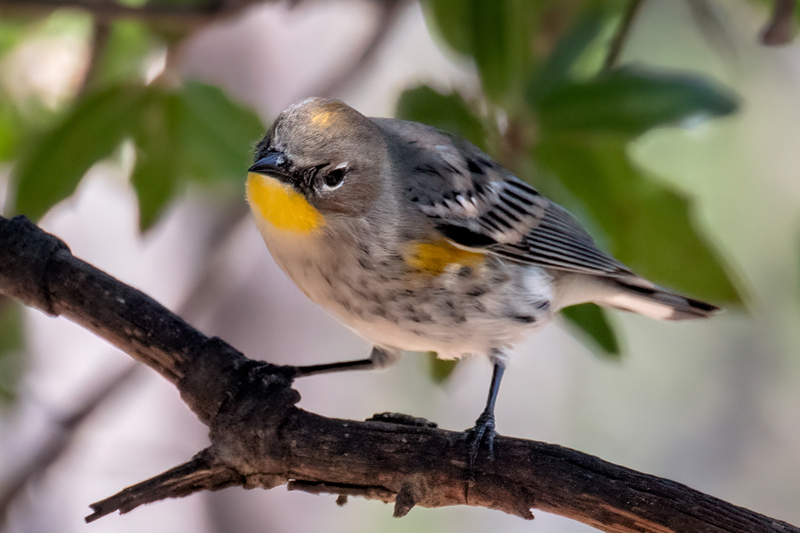 yellow-rumped-warbler_44301-64.jpg