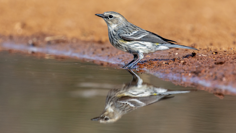 yellow-rumped-warbler_5755-169.jpg