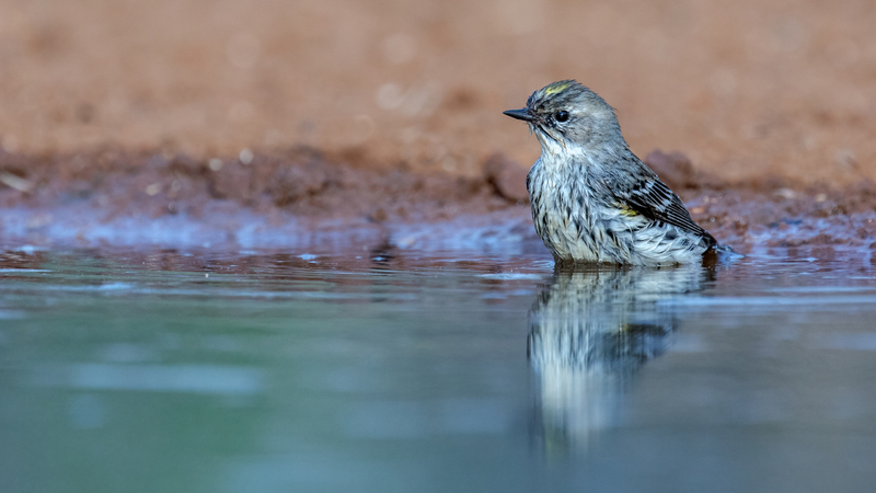 yellow-rumped-warbler_6111-169.jpg