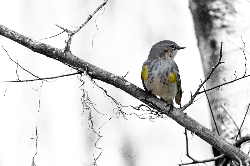 yellow-rumped-warbler_8356bwc-64(1).jpg