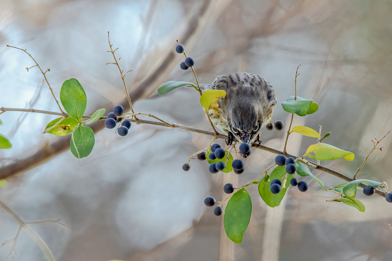yellow-rumped-warbler3426-64.jpg