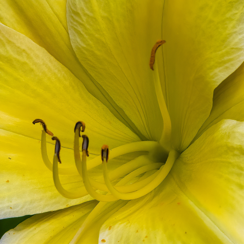yellow-stamen_7412-77.jpg