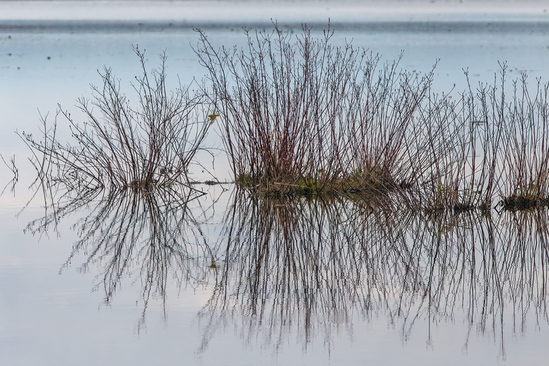 yellow-warbler-marsh_3236-64.jpg