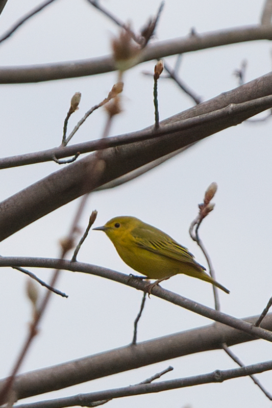 yellow-warbler_3251-46.jpg